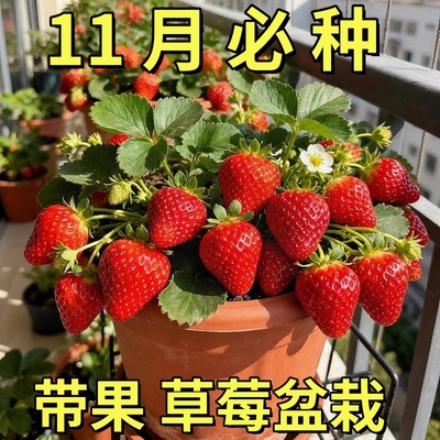 草莓苗带花带果盆栽带土丹东奶油甜宝章姬久香草莓秧苗四季种子籽