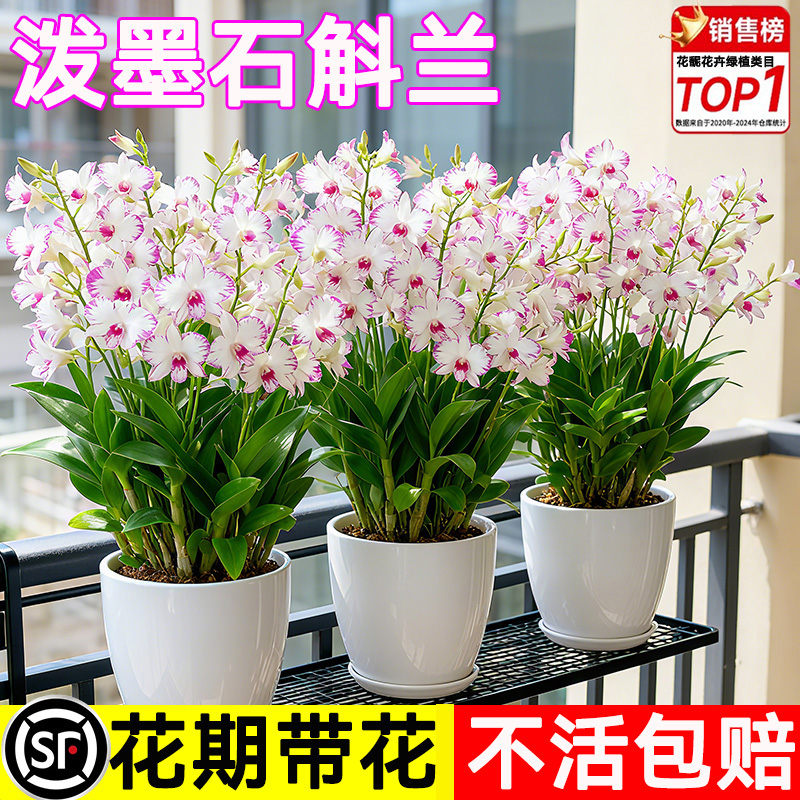 泼墨秋石斛兰盆栽现带花苞梦香文心兰名贵花卉植物室内好养绿植