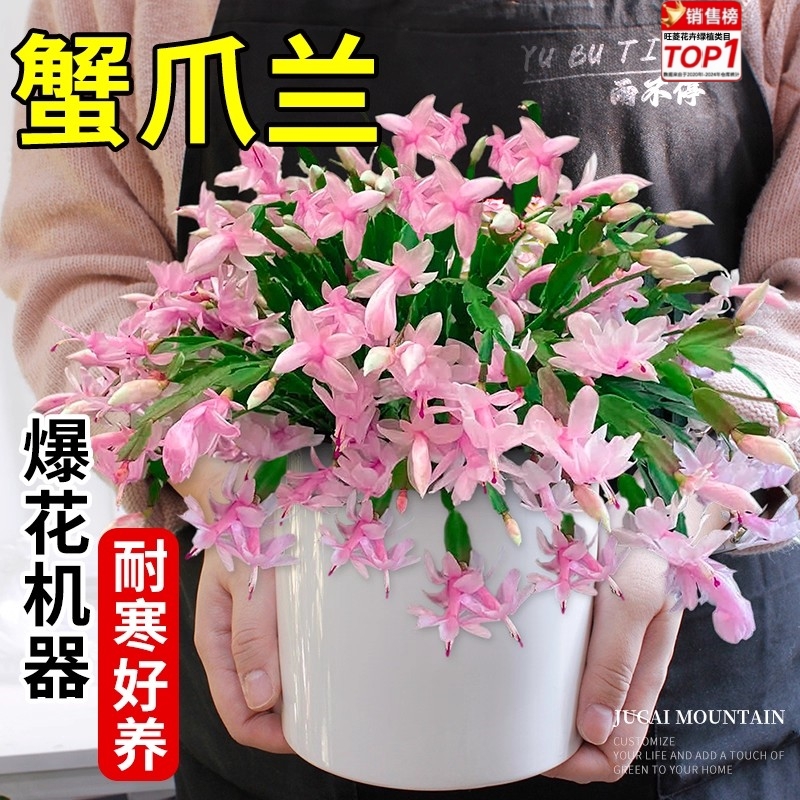 蟹爪兰盆栽带花苞老桩嫁接特大号重瓣年宵花四季好养室内阳台绿植