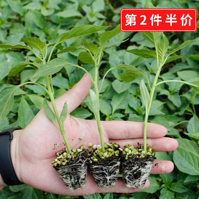 番茄苗西红柿辣椒茄子西瓜苗春季四季盆栽蔬菜菜苗秋冬秧苗南方种