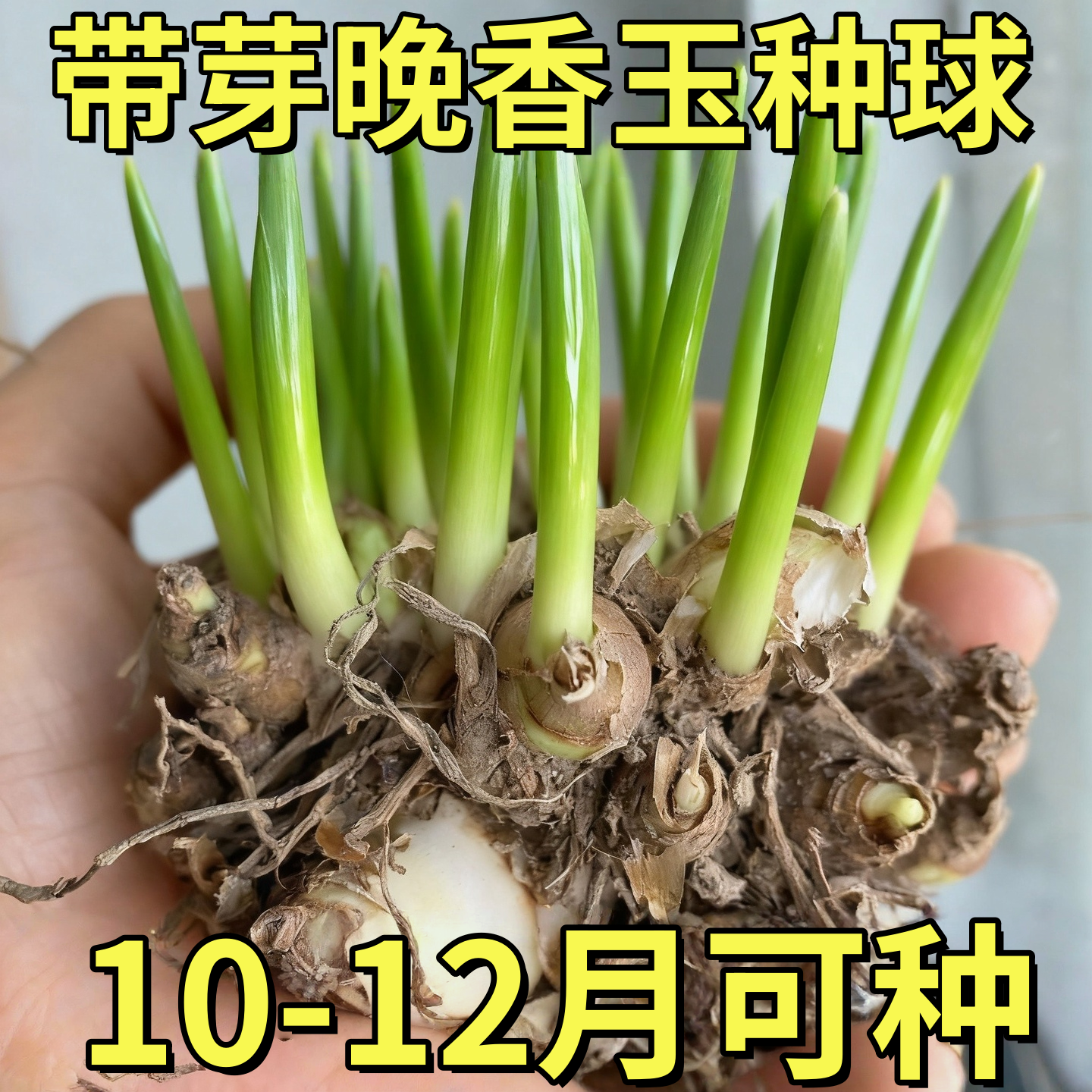 晚香玉种球重瓣大花球根浓香型夜来香多年生切花庭院阳台盆栽花卉