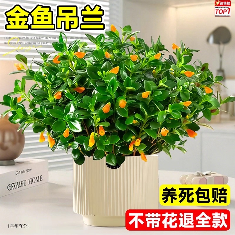 金鱼吊兰盆栽带花苞室内花卉绿植办公室桌面旺宅植物盆景四季好养