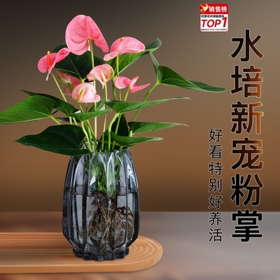 水培植物粉掌盆栽带花苞室内好养办公室鲜花容易开花红掌花卉绿植