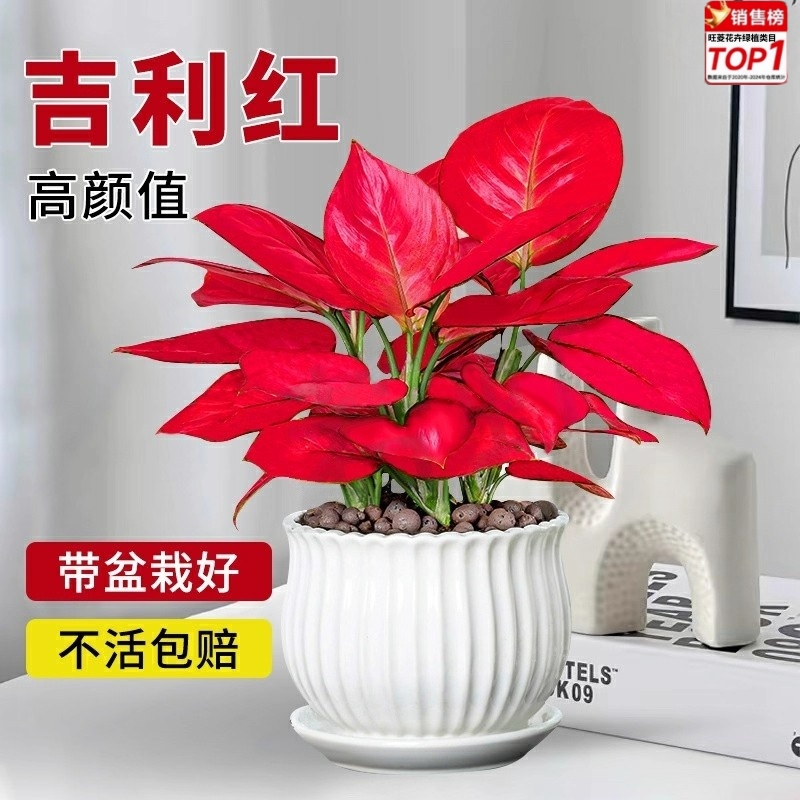 红如意吉利红室内旺宅好养桌面绿植盆栽观叶美观鲜活懒人植物清新