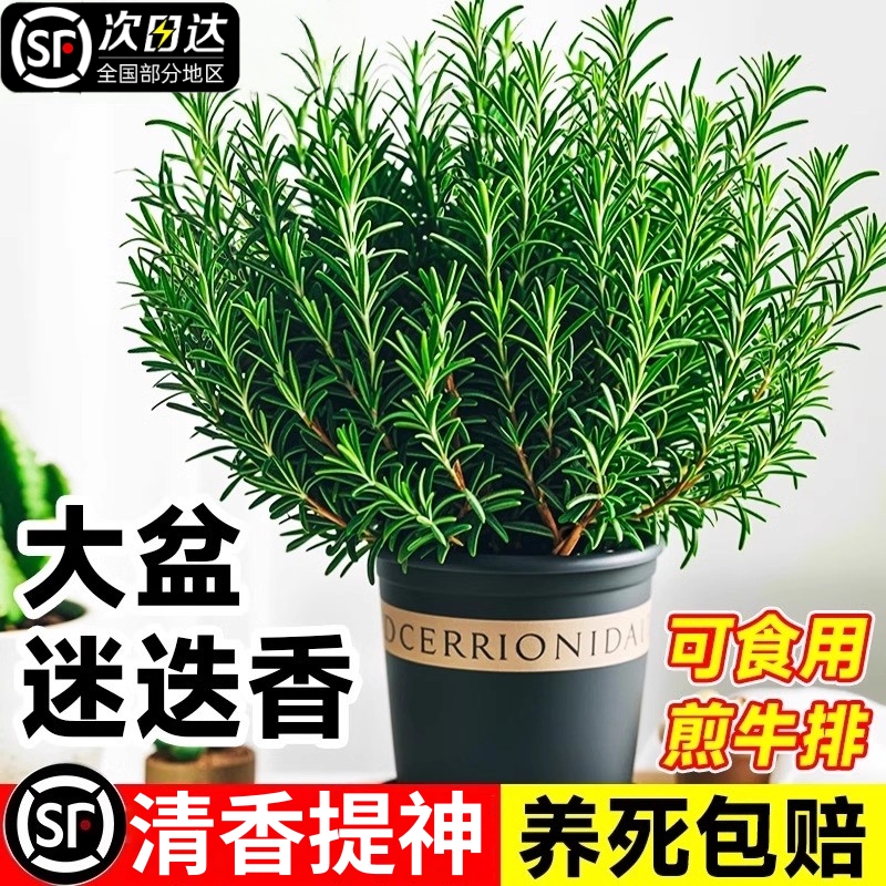 大盆迷迭香盆栽可食用煎牛排用百里香薄荷叶紫苏新鲜香草植物香料