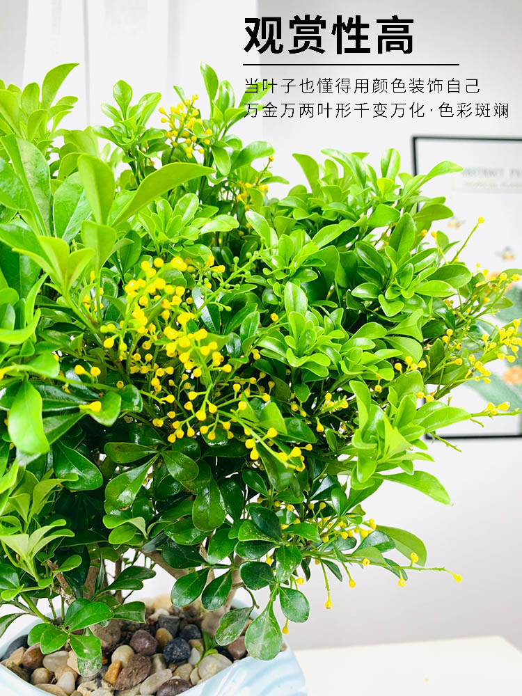 香水米兰花盆栽花卉绿植室内老桩带花苞四季开花好养驱蚊植物树苗