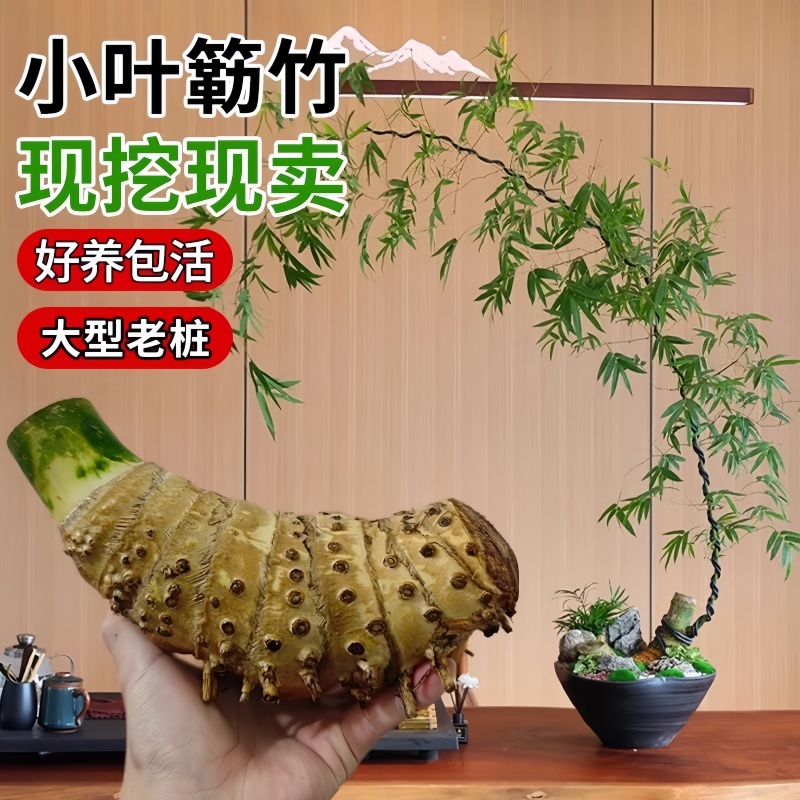 正小叶簕竹根禅意湛江勒竹老桩头乐竹佛肚竹内门竹米竹宗竹根盆景