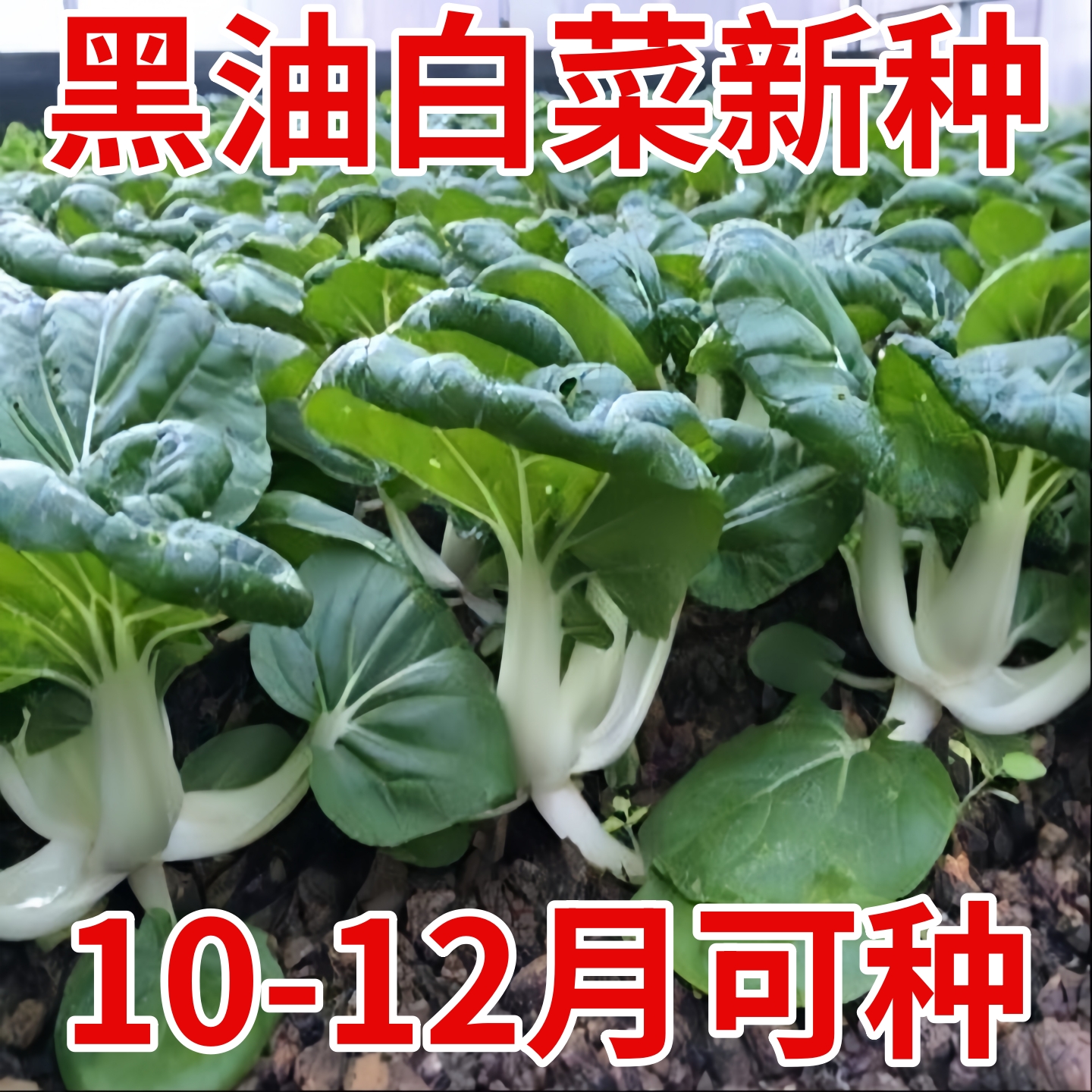 黑油白菜种子乌油冬种籽奶白菜乌塌小白菜秋冬季春四季播蔬菜种孑
