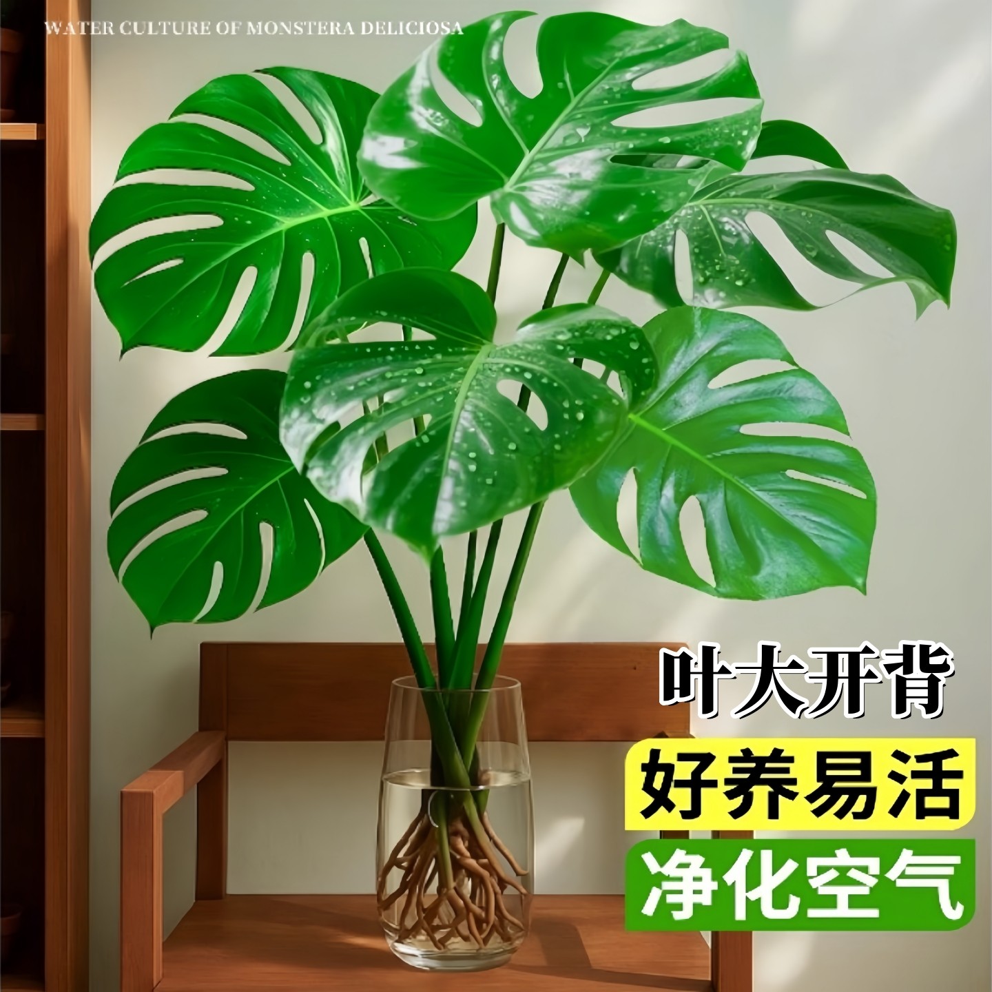 龟背竹水培植物室内好养绿植老桩客厅大叶盆栽除富贵竹天堂鸟