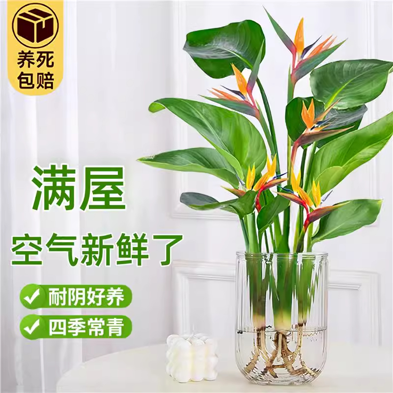 天堂鸟水培植物盆栽室内客厅绿植物龟背竹水养富贵竹花卉四季好养