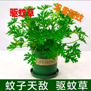 驱蚊草盆栽植物室外室内绿植祛蚊种籽子庭院香叶天竺葵开花防蚊虫