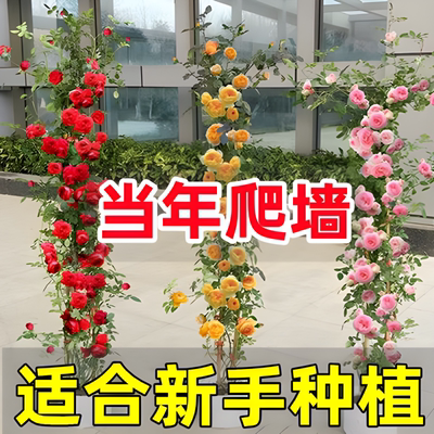 爬墙蔷薇藤本月季花苗特大花浓香型庭院四季爬藤植物盆栽阳台玫瑰