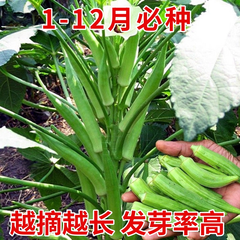 黄红秋葵种子种籽水果夏季四季盆栽阳台苗秧蔬菜苗孑秧苗带土大苗