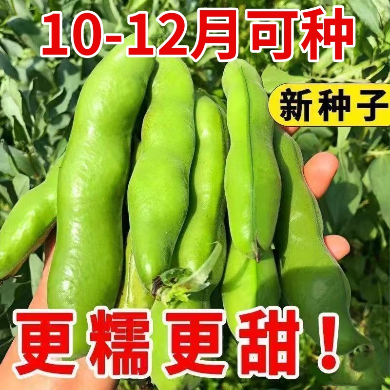 蚕豆种子特大高产糯米蚕豆种籽七星罗汉豆胡豆耐寒秋冬季蔬菜种孑