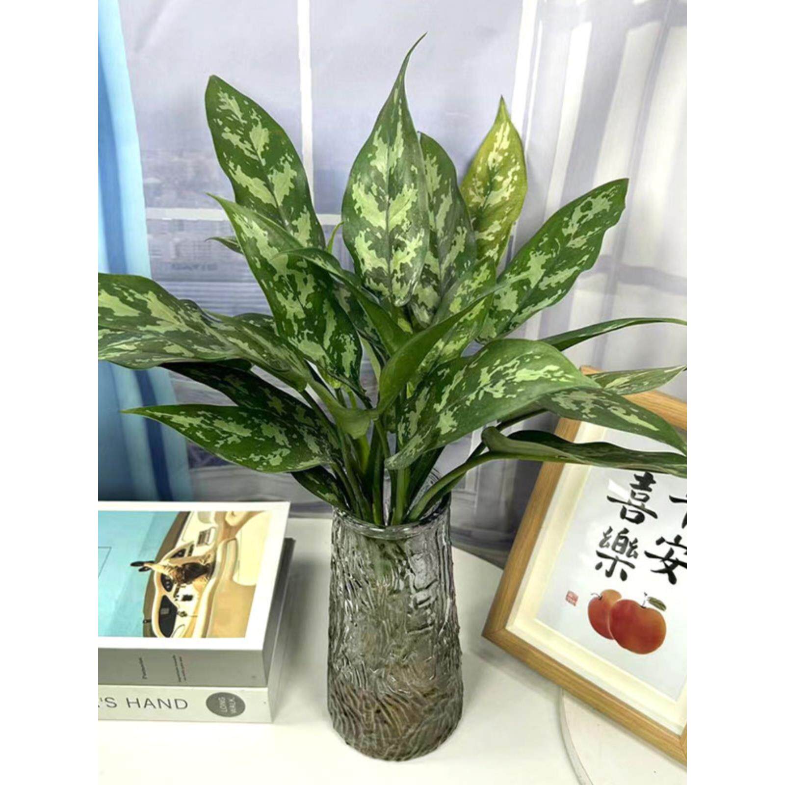 黑美人万年青盆栽银如意植物室内耐阴易养植物四季常青吸甲醛包邮