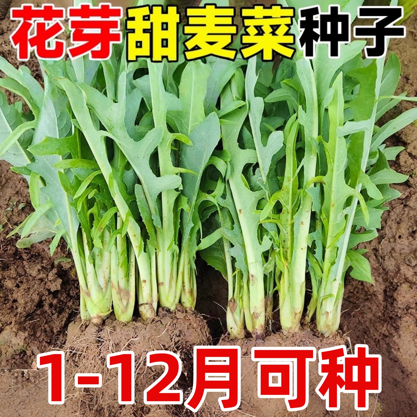 花芽甜麦菜菜籽大芽甜麦菜种子阳台盆栽四季可播油麦菜苦荞麦种子