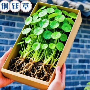 精品大叶铜钱草水培植物金钱盆草栽水养绿植办公室内好养客厅旺宅