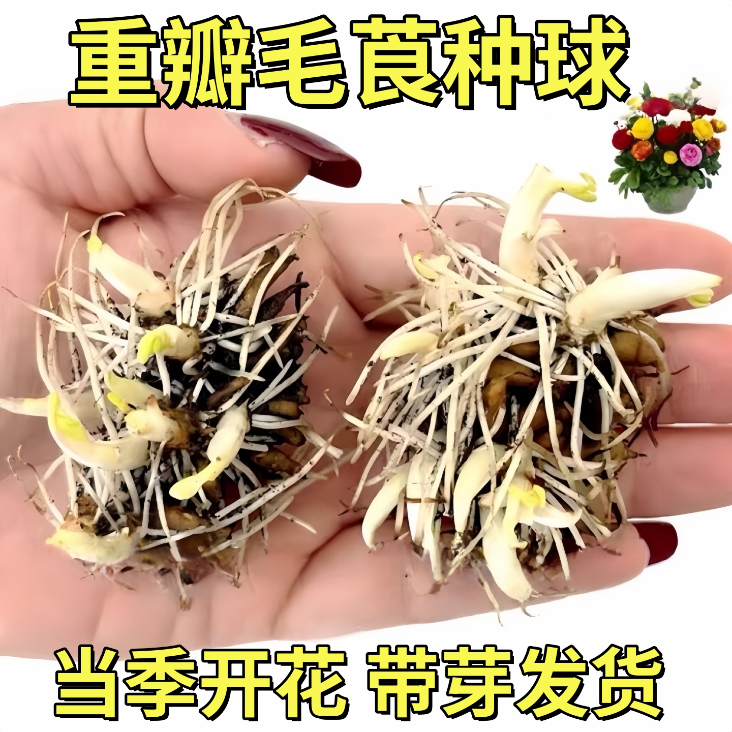 进口花毛茛种球重瓣洋牡丹室内绿植芹叶牡丹根茎庭院盆栽花卉易活