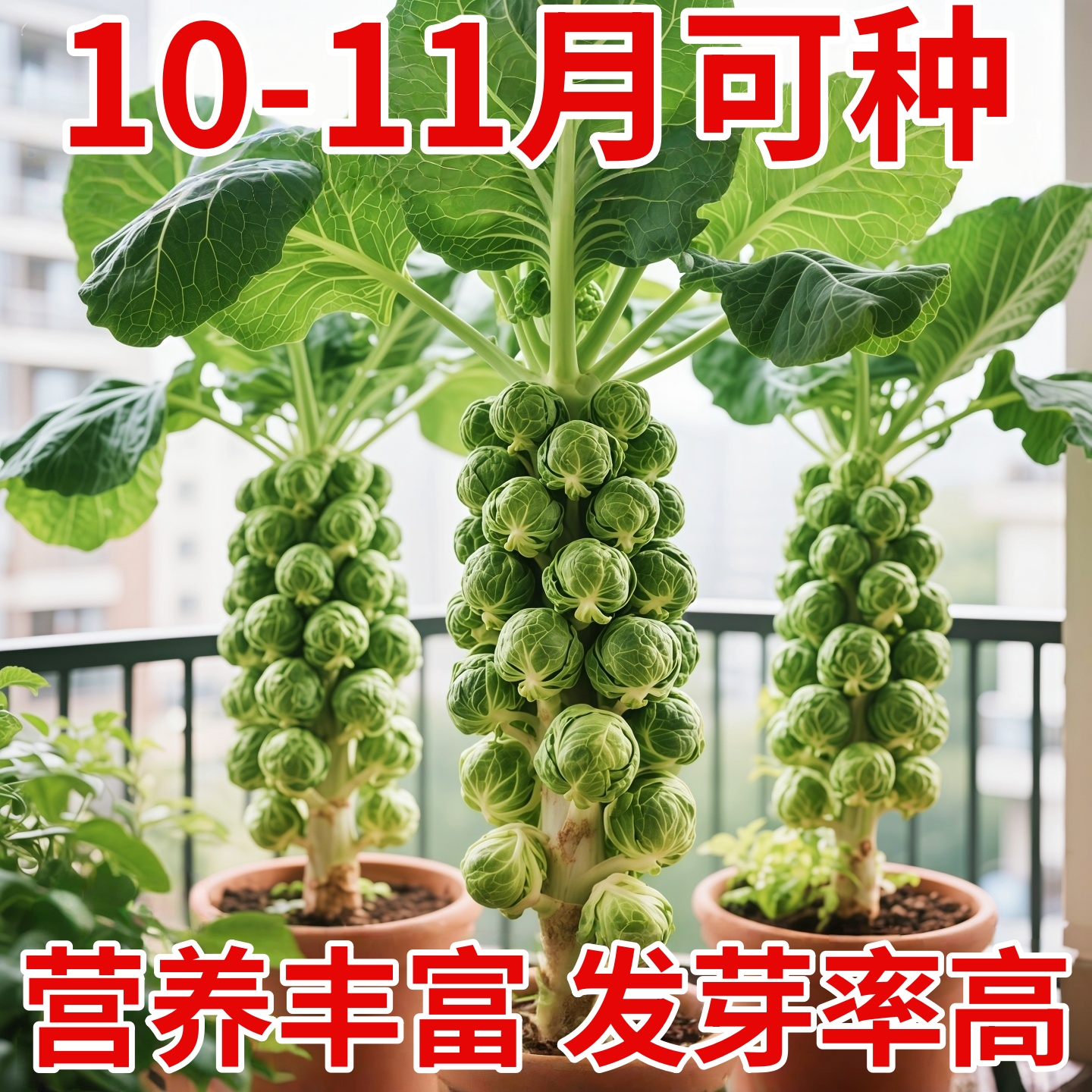 抱子甘蓝种子孢子甘蓝苗蔬菜种籽紫子持小包菜卷心菜包心菜孑羽衣