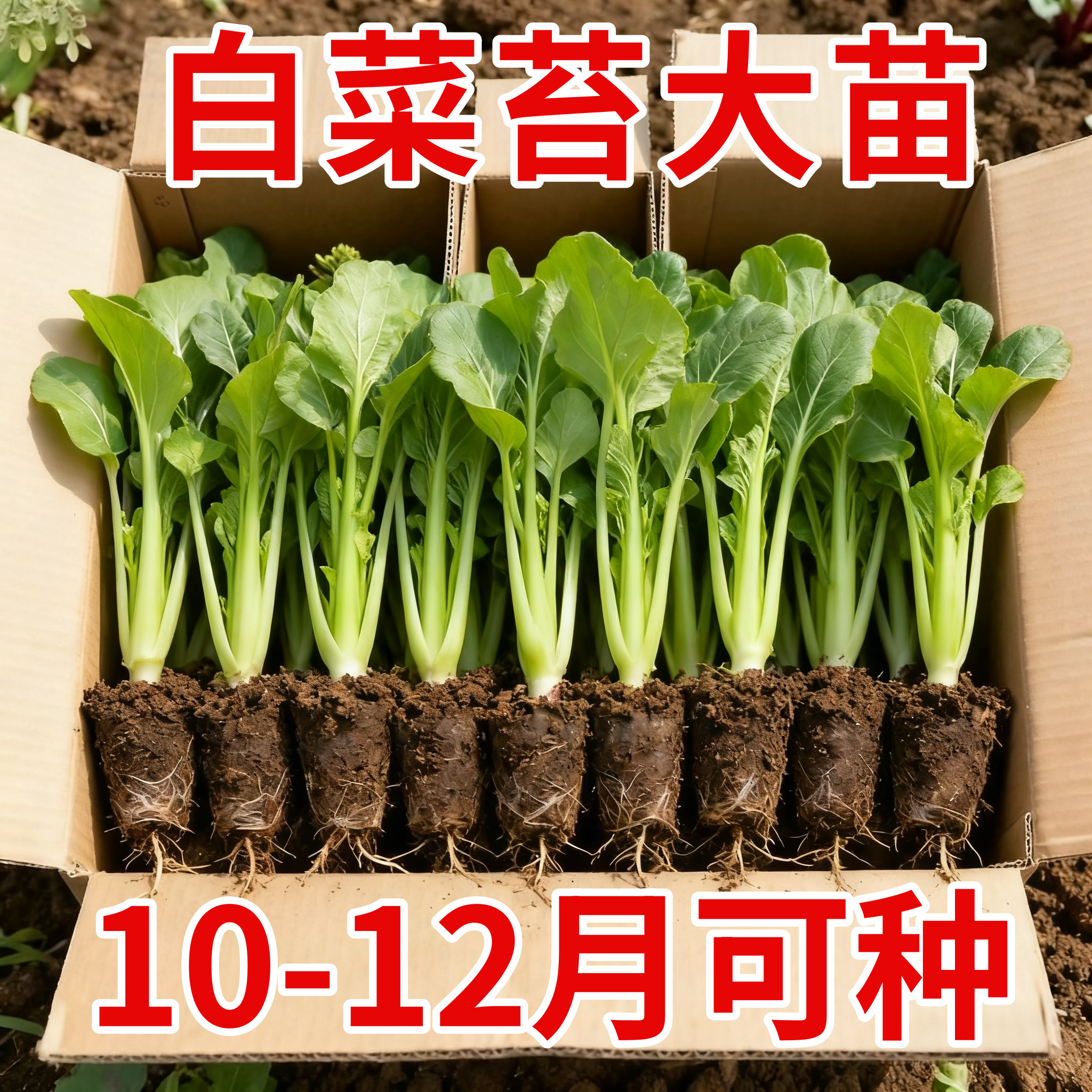 广州早熟白菜苔菜苗有甜味脆嫩阳台田园种植白梗甜菜心苔现拔现发