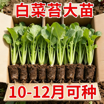 广州早熟白菜苔菜苗有甜味脆嫩阳台田园种植白梗甜菜心苔现拔现发