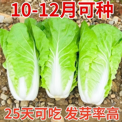全速快菜种子奶油快菜种籽四季小白菜蔬菜青菜菜籽孑阳台盆栽菜种