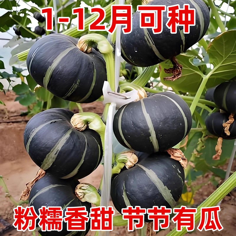 方震贝贝南瓜种子黑色迷你小板栗南瓜种籽甘甜粉糯四季盆栽