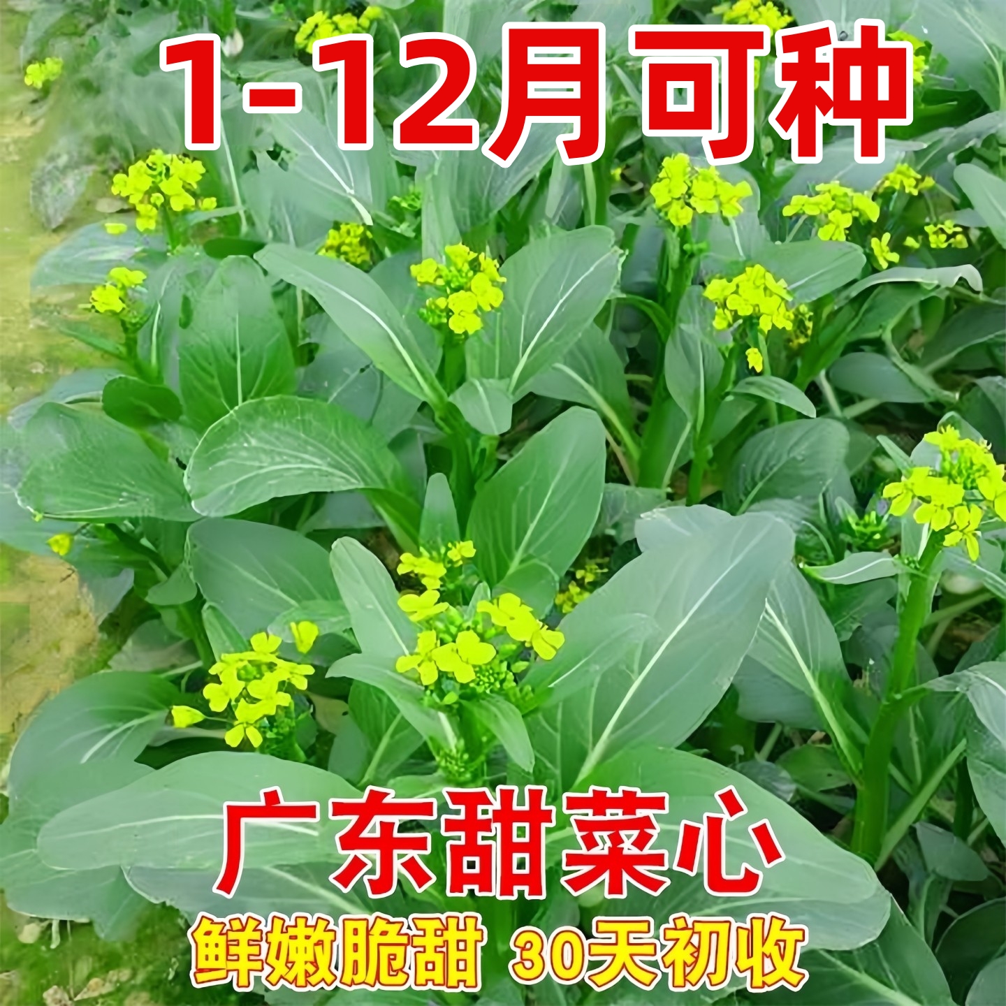 广东甜菜心种子四季油菜心青菜籽耐热大田农家阳台盆栽蔬菜种孑子