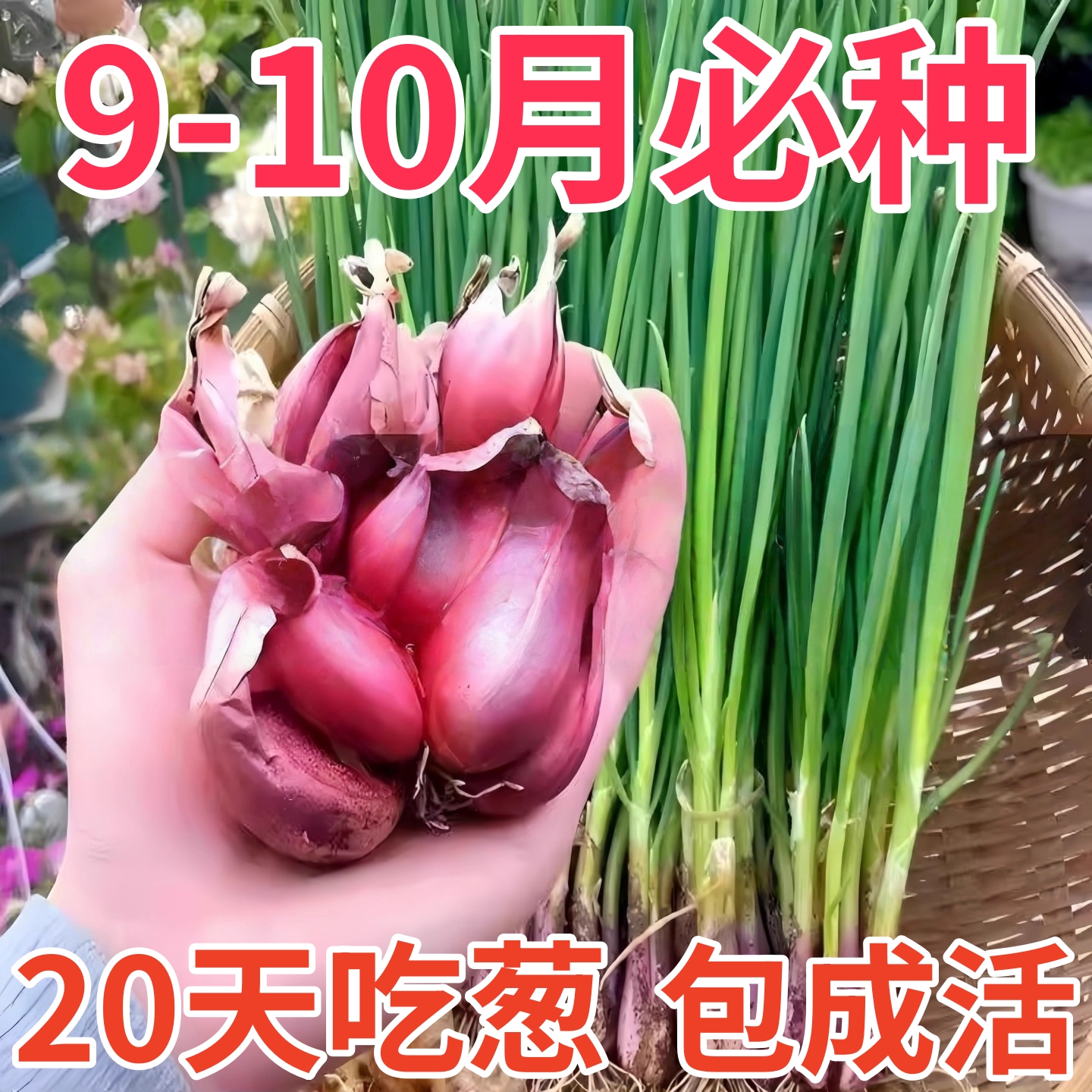 四川正宗红葱四季小香葱红根香葱根苗盆栽阳台庭院种植新鲜红葱头