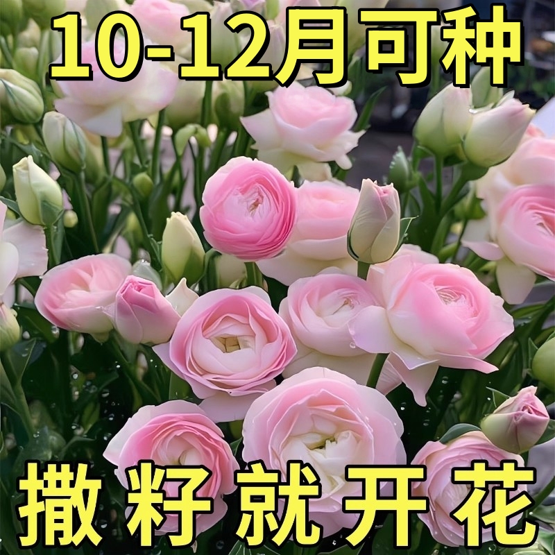 洋桔梗花种子混色南北方四季播种开花易活室内外秋冬耐寒花卉种籽