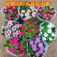 耐溫暴曬 天天開日日春 長春花帶高花苞五葉梅盆栽室內(nèi)外當(dāng)年開花