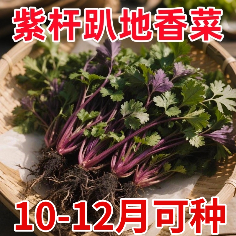 老品种紫根香菜矮杆趴地香菜种子小叶浓香型耐寒种籽四季蔬菜籽