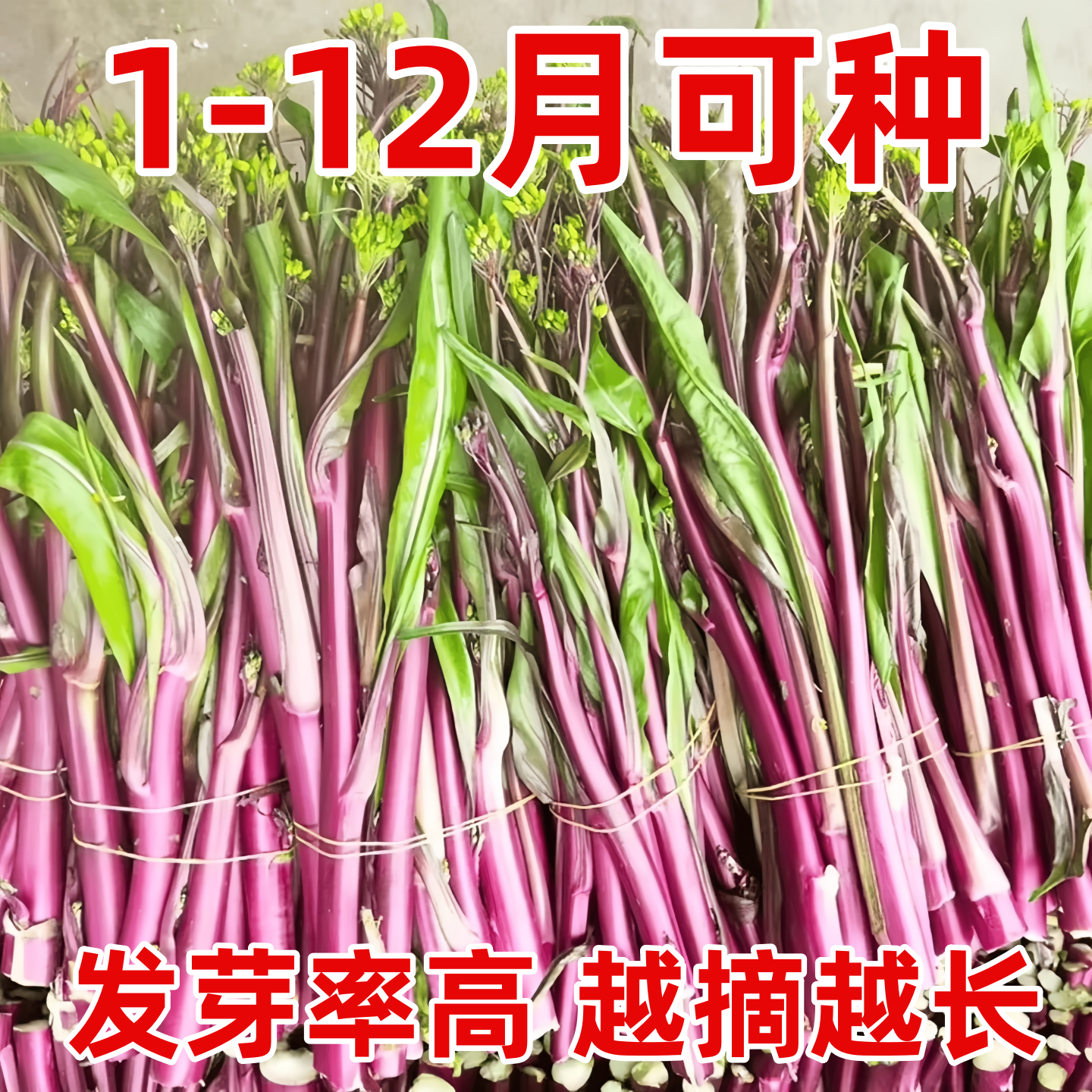 红菜苔种子四季早熟菜苔种子易种高产红油菜芯籽阳台盆栽蔬菜种子