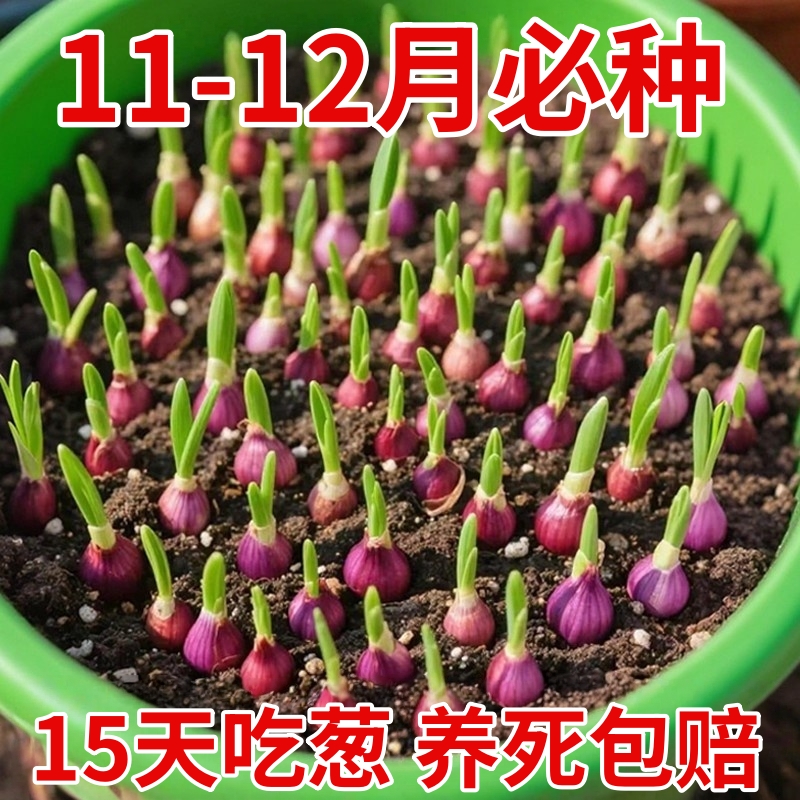 种植专用四川小香葱红葱头带芽盆栽火葱黄葱四季葱苗榨葱油干葱头