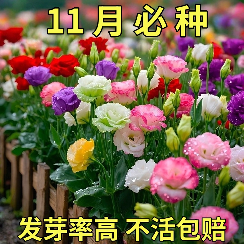 洋桔梗种子盆栽花卉四季种易活室内室外花种孑