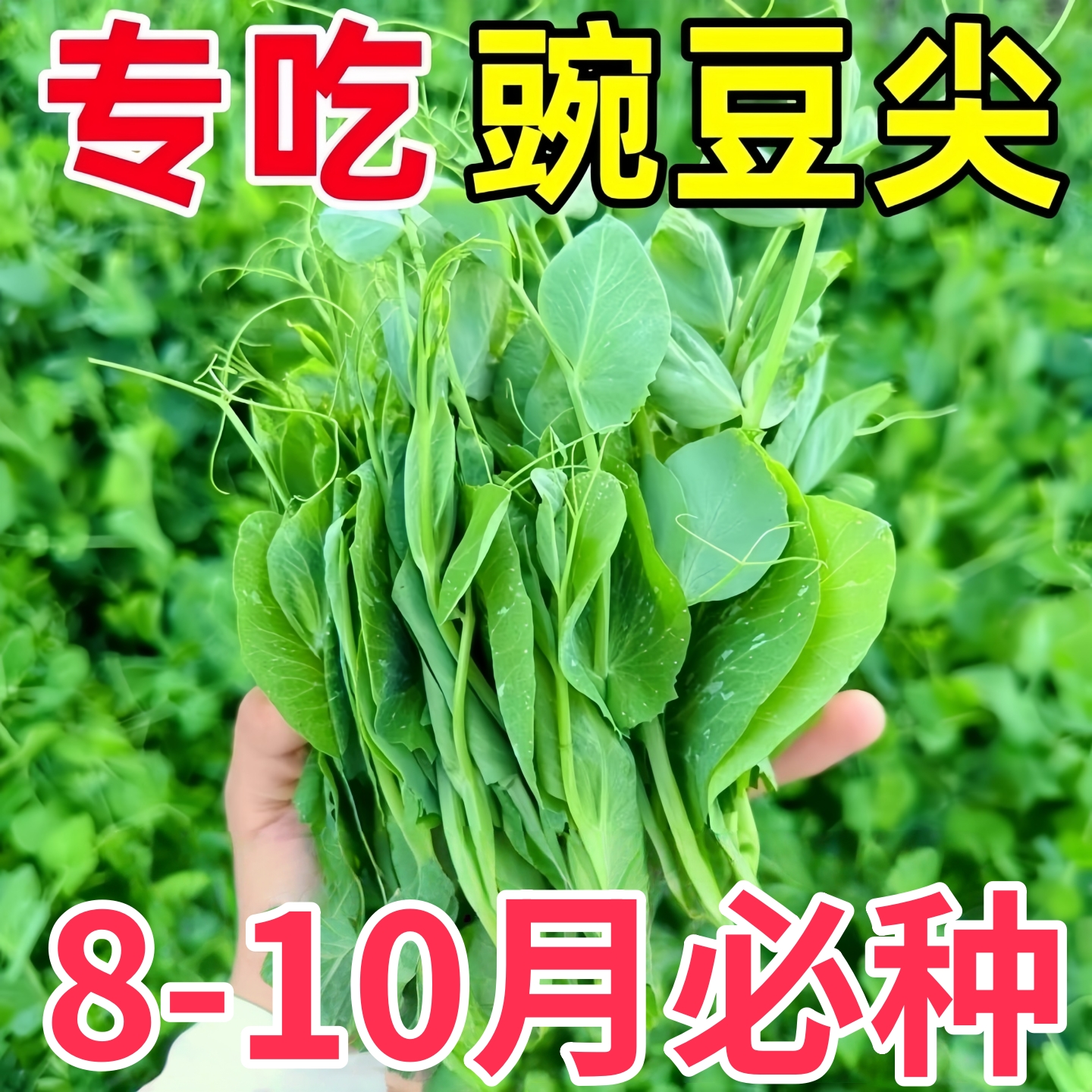 无须豌豆苗种子专吃豌豆尖四季种植芽苗菜云南豌豆苗阳台盆栽蔬菜