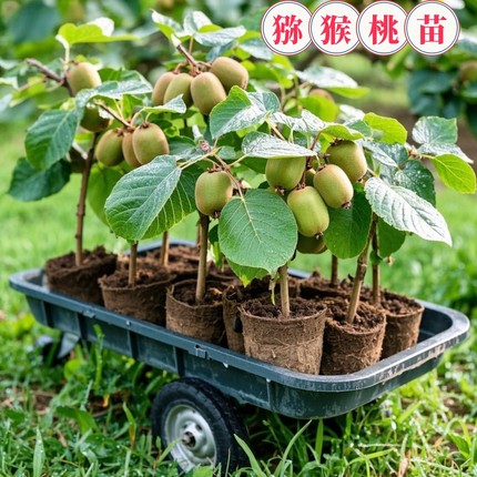 猕猴株桃树果苗公母同红心软枣翠香弥猴桃奇异果南北方种植盆果树