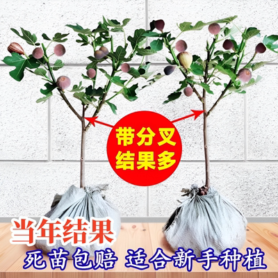 无花果树苗矮化盆栽特大波姬红金