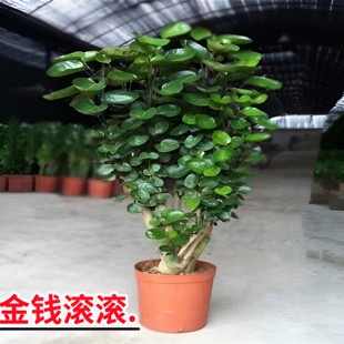 福禄桐圆叶金钱兜大型盆栽室内客厅办公室绿植钱多多金钱树好植物