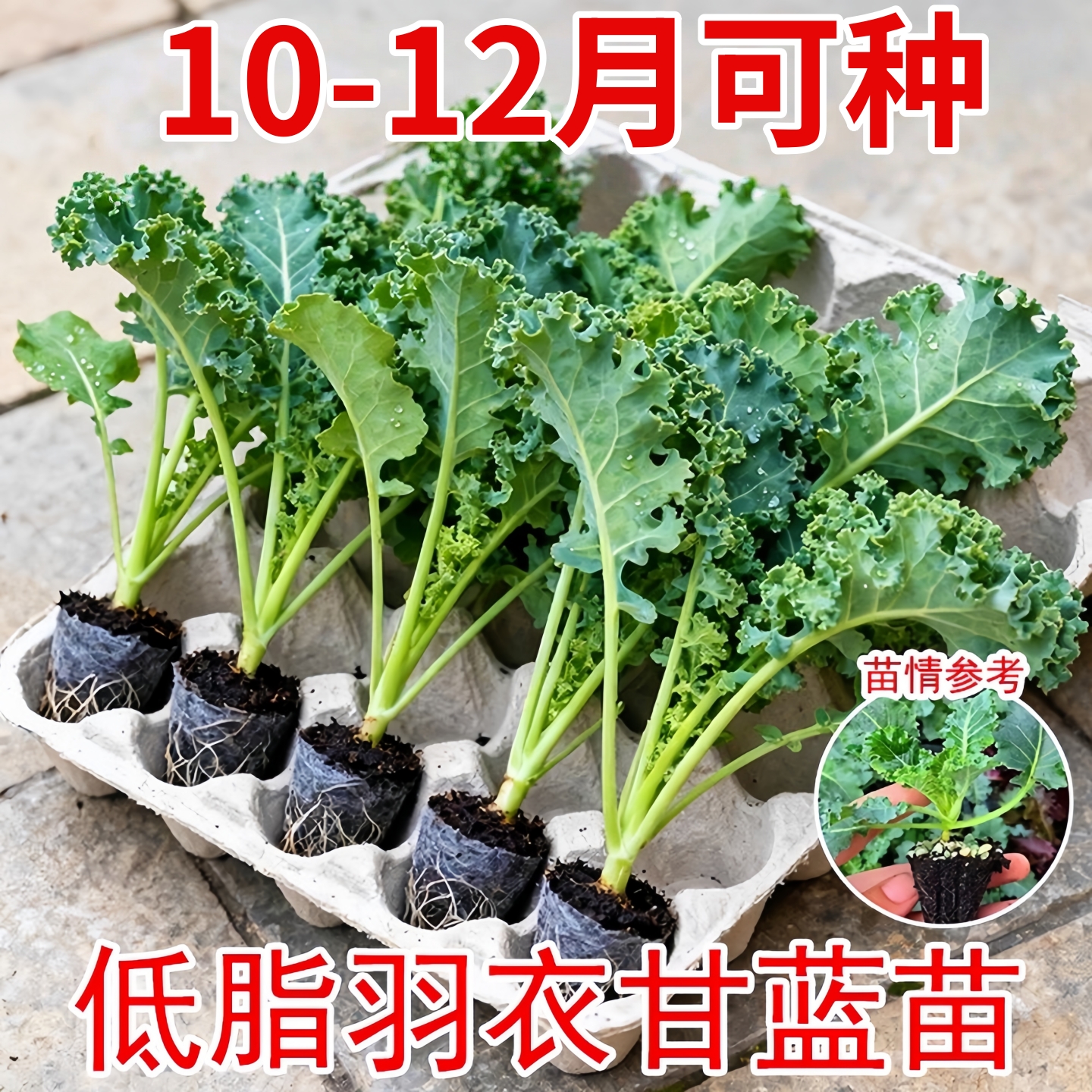 羽衣甘蓝苗盆栽大苗种子新鲜蔬菜秧苗阳台绿植四季可种绿紫羽衣苗