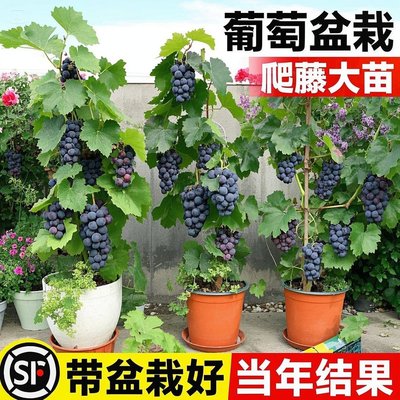 葡萄树苖阳光玫瑰南方种植巨树峰盆栽老桩大爬藤水果果苗当年结果