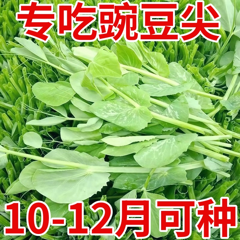 大叶豌豆尖种子无须大豌豆芽苗菜种籽盆栽蔬菜水培土培豌豆籽种