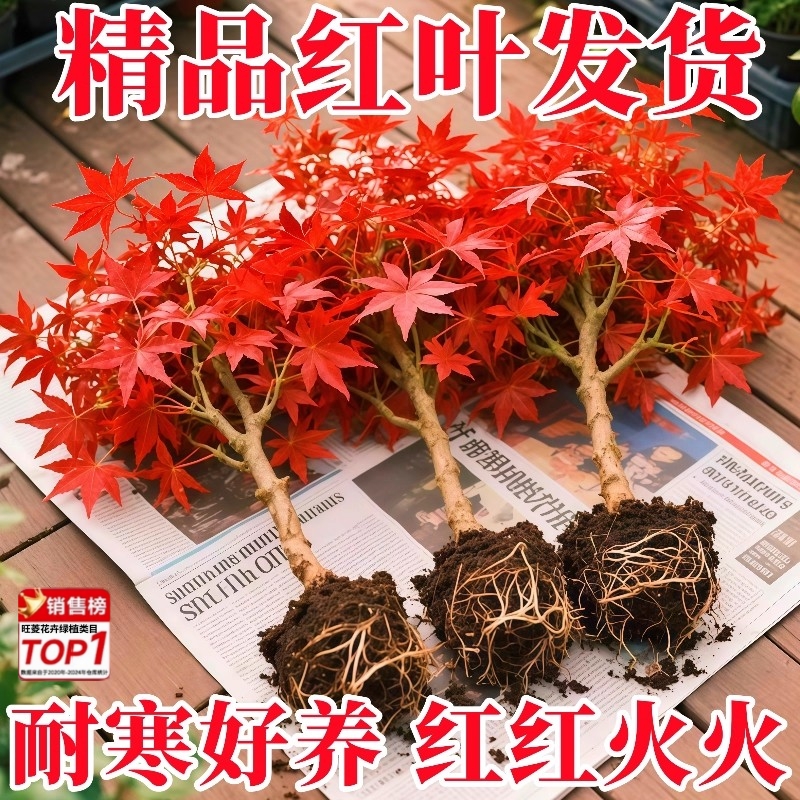 红枫树苗常年红庭院红枫盆景老桩日本红舞姬四季红盆栽耐寒枫叶