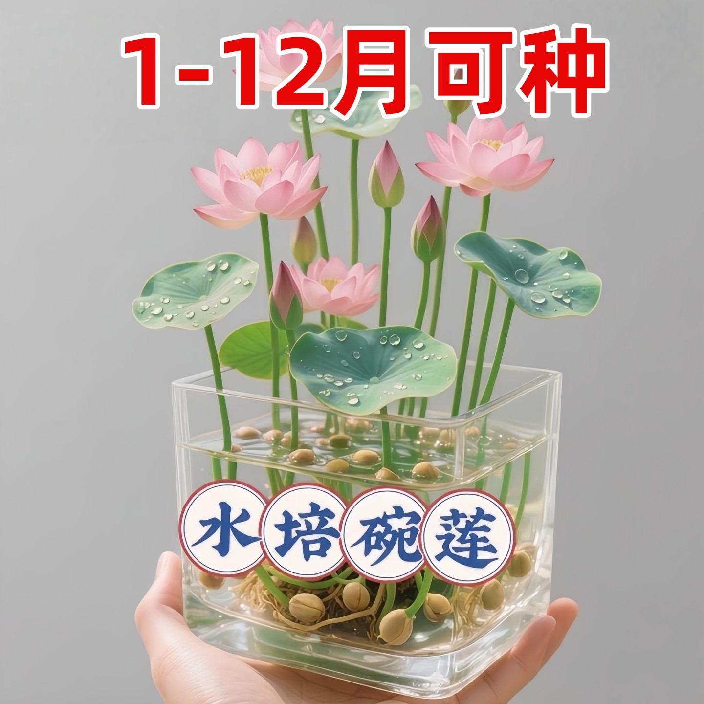 水培植物碗莲花带花苞卉室内花好养种子籽水养荷花盆栽客厅睡莲
