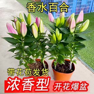 香水百合花种球带芽盆栽花卉室内外四季好养活植物郁金香土水培