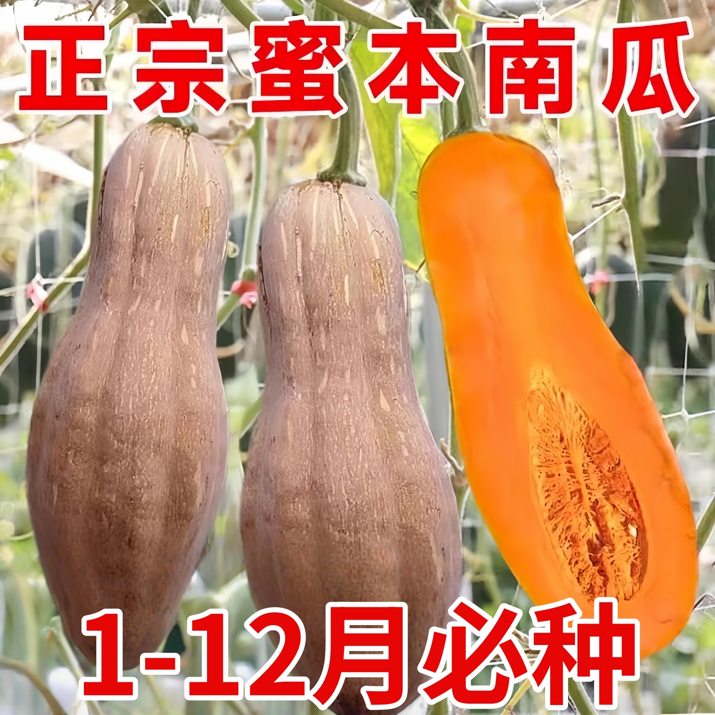 蜜本南瓜种孑贝贝南瓜种籽四季蔬菜种子大全高产香芋奶油南瓜种子