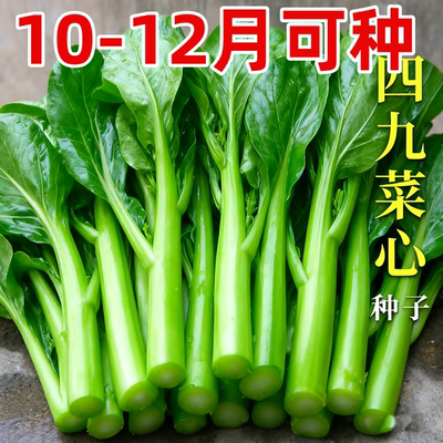 广东四九菜心种子四季播甜红菜苔速生青菜种籽蔬菜苗秧菜籽孑种植