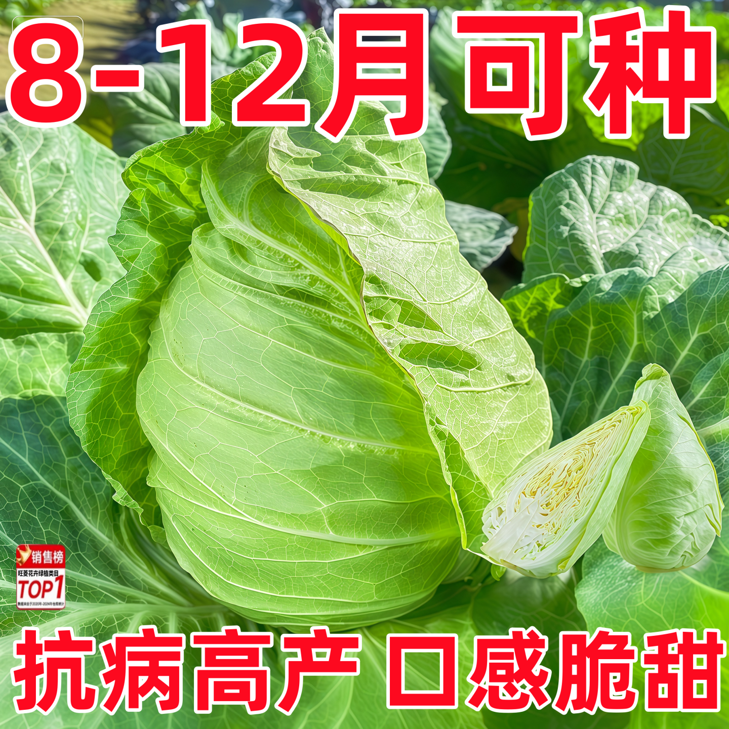 包菜种子牛心甘蓝种子牛心包卷心菜四季耐热耐寒春秋冬季蔬菜种子