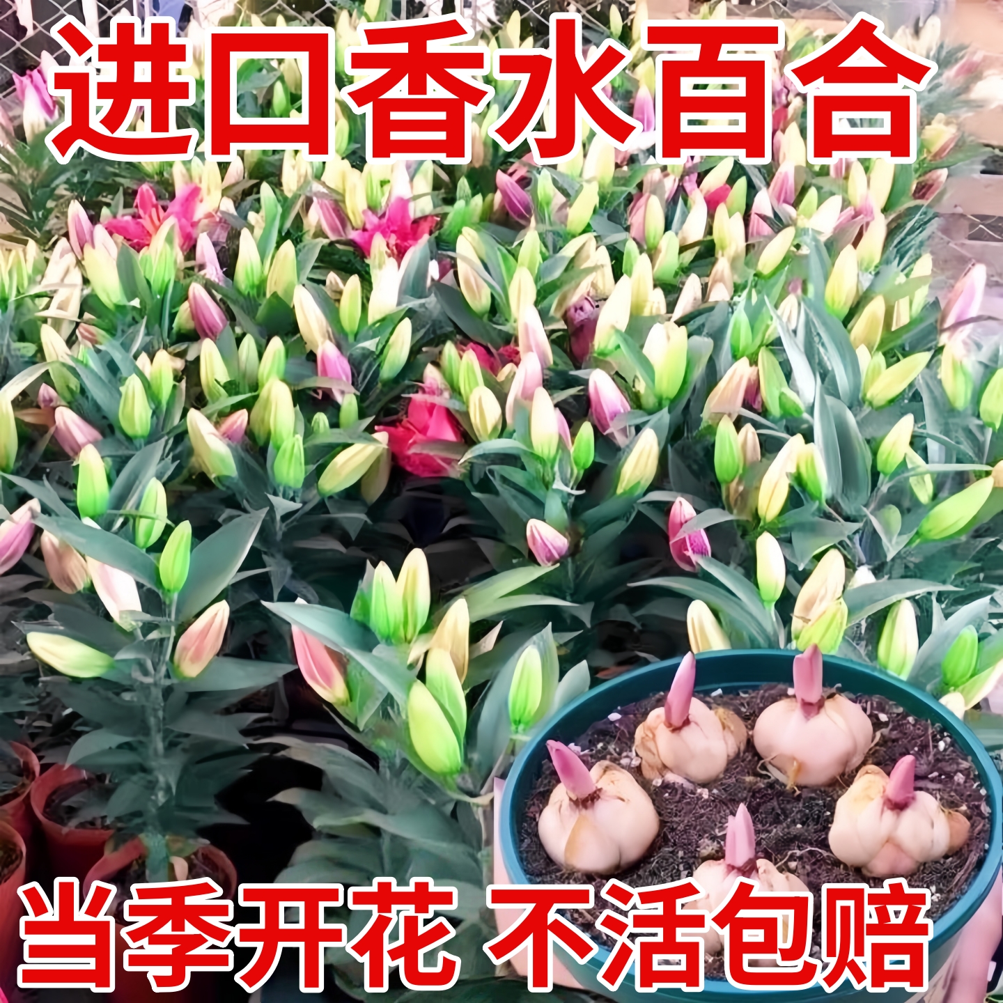 进口香水百合种球带芽常年可种室内外阳台多头百合耐寒好养