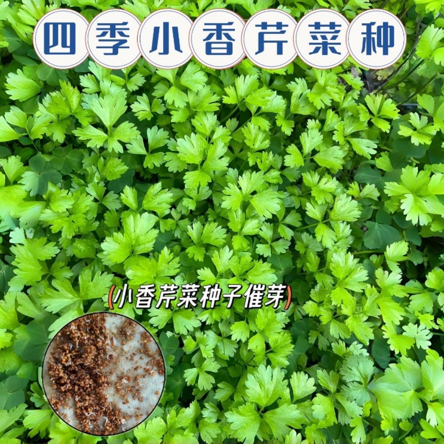 四季小香芹种子大全芹菜苗种籽秧苗芹菜种子季青菜籽蔬菜种孑农家